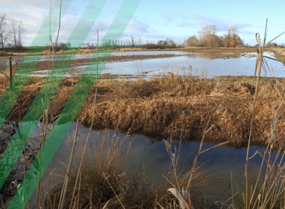 Flooding in a field 